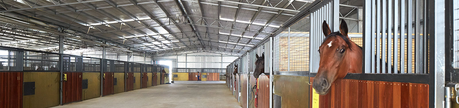 Equine